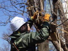 西1丁目北側の冬囲い撤去作業の様子の画像