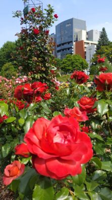 バラ投稿写真68真っ赤な薔薇