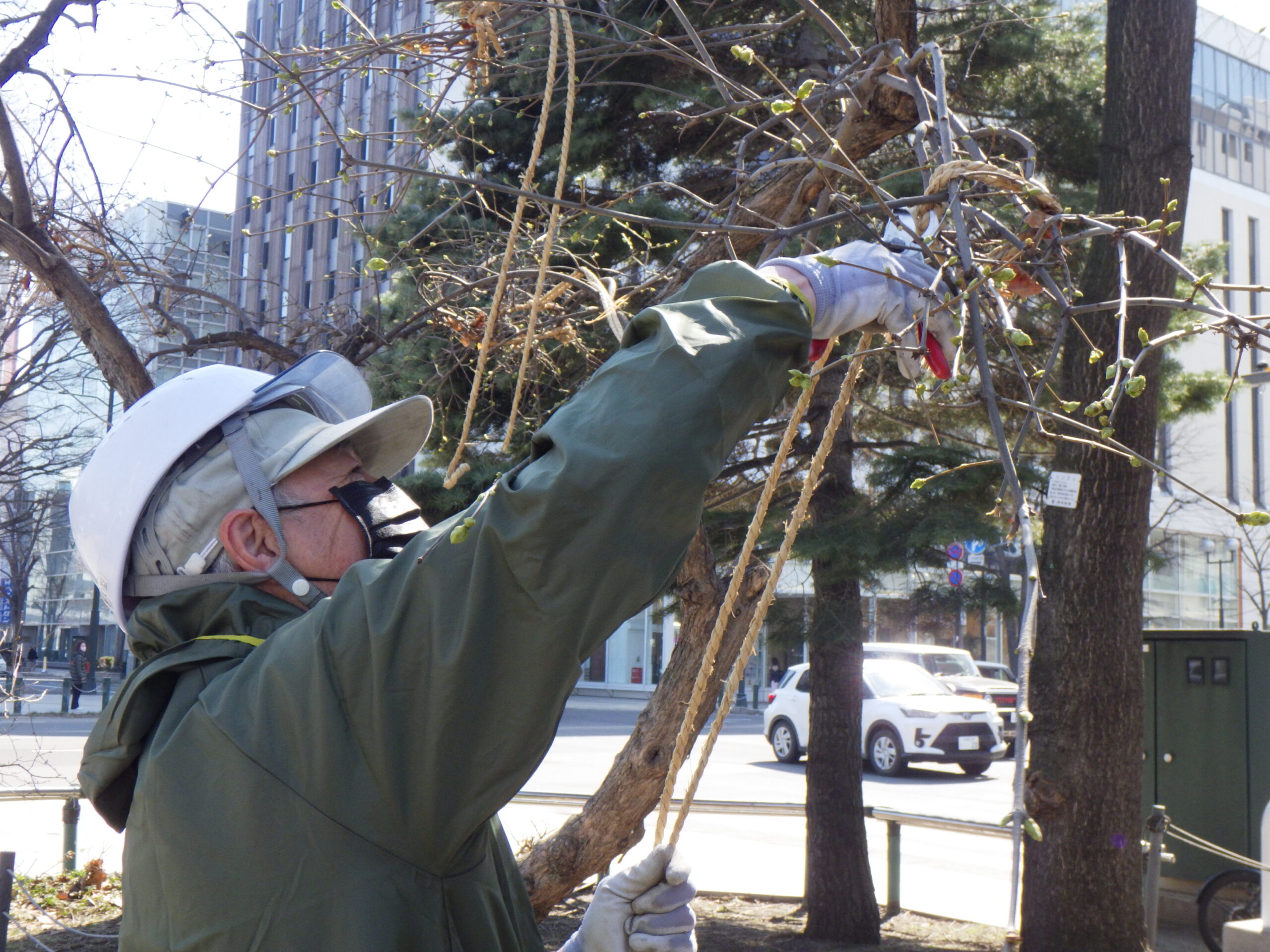 西2丁目南東側冬囲い撤去作業の様子の画像