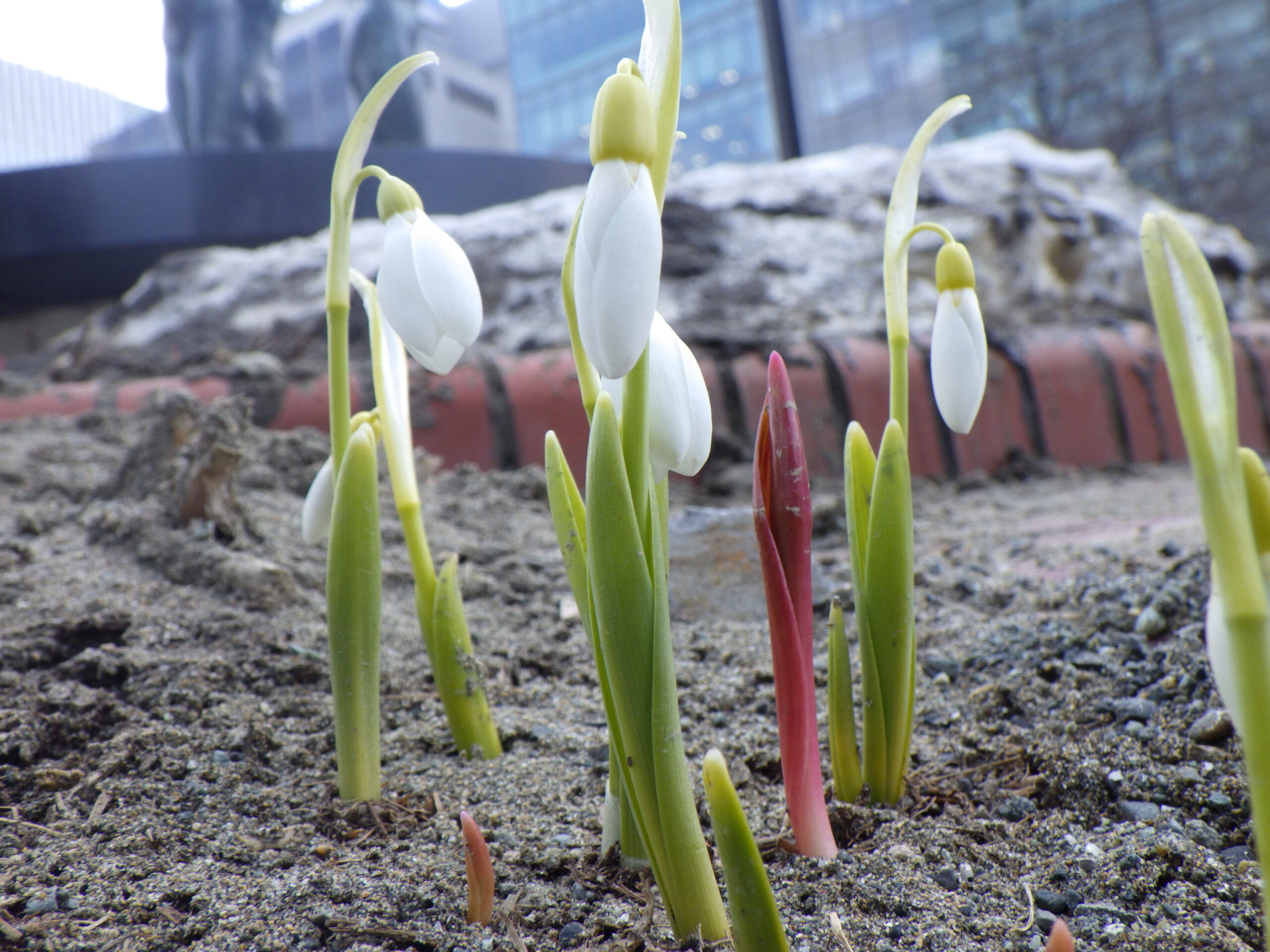 西3丁目円花壇に咲くスノードロップの画像