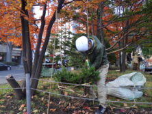 冬囲い作業をする作業員の画像