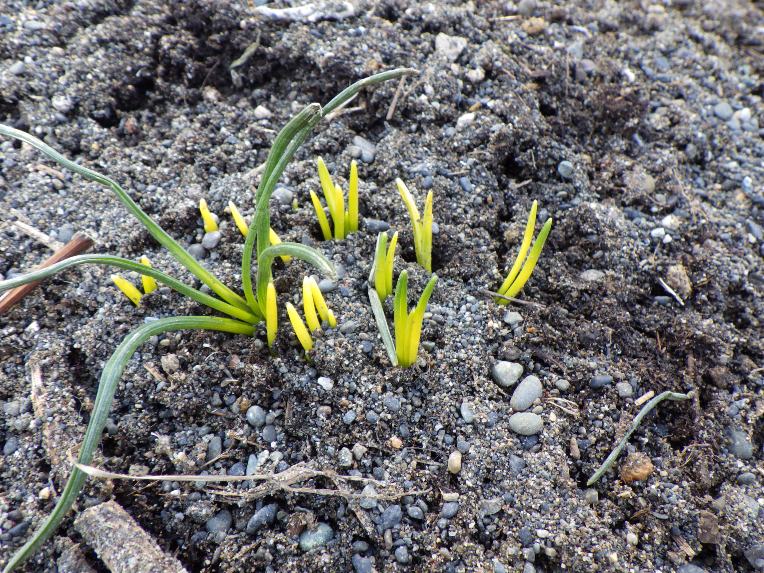 西3丁目円花壇に出てきたチオノドクサの葉の画像