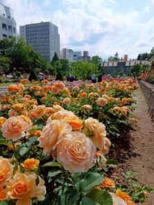 バラ投稿写真「大通の花畑」