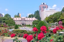 バラ投稿写真「初夏の札幌」