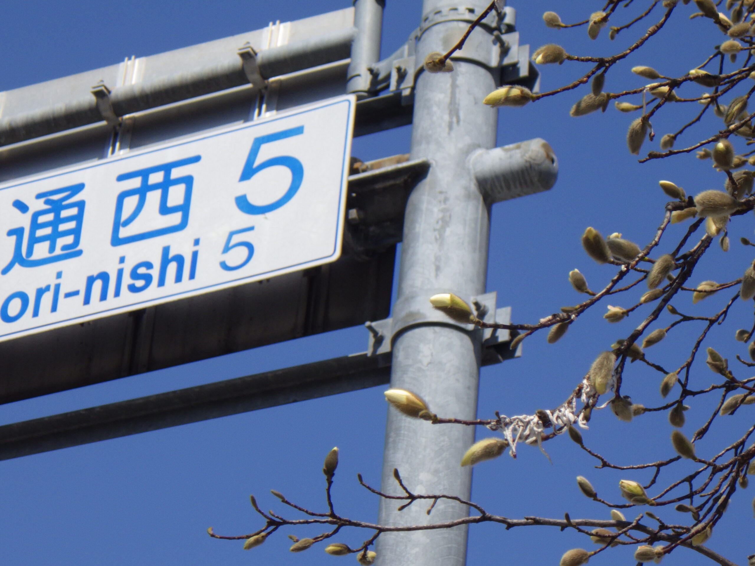 西5丁目北西側キタコブシの画像