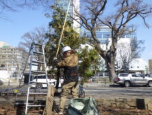 西1丁目北側冬囲い撤去の様子の画像