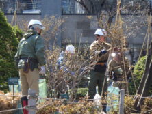 西1丁目高台の冬囲い撤去作業の様子の画像