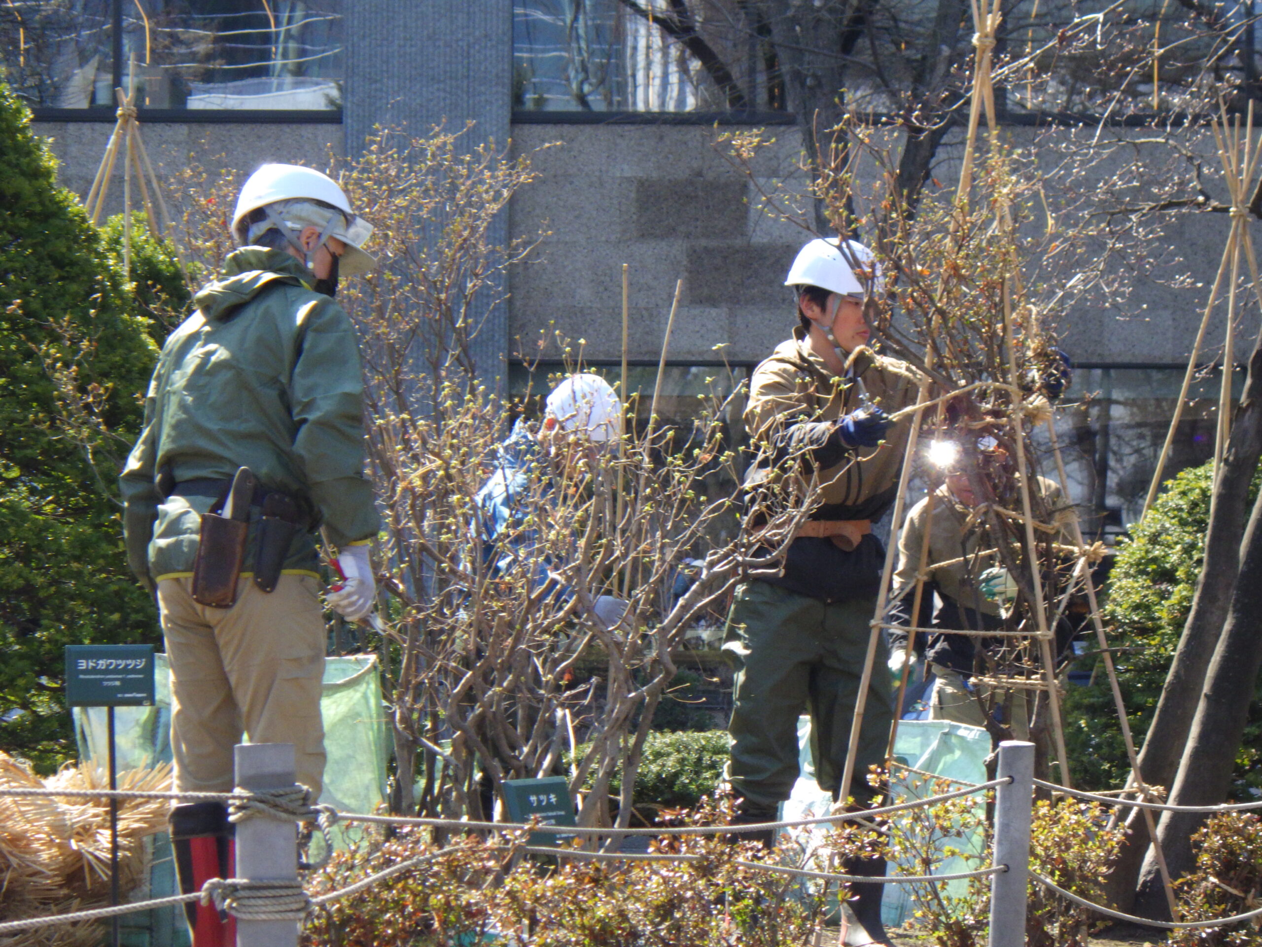 西1丁目高台の冬囲い撤去作業の様子の画像