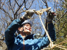 西1丁目北側の冬囲い撤去作業の様子の画像