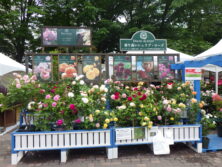 花フェスタばらの販売の画像