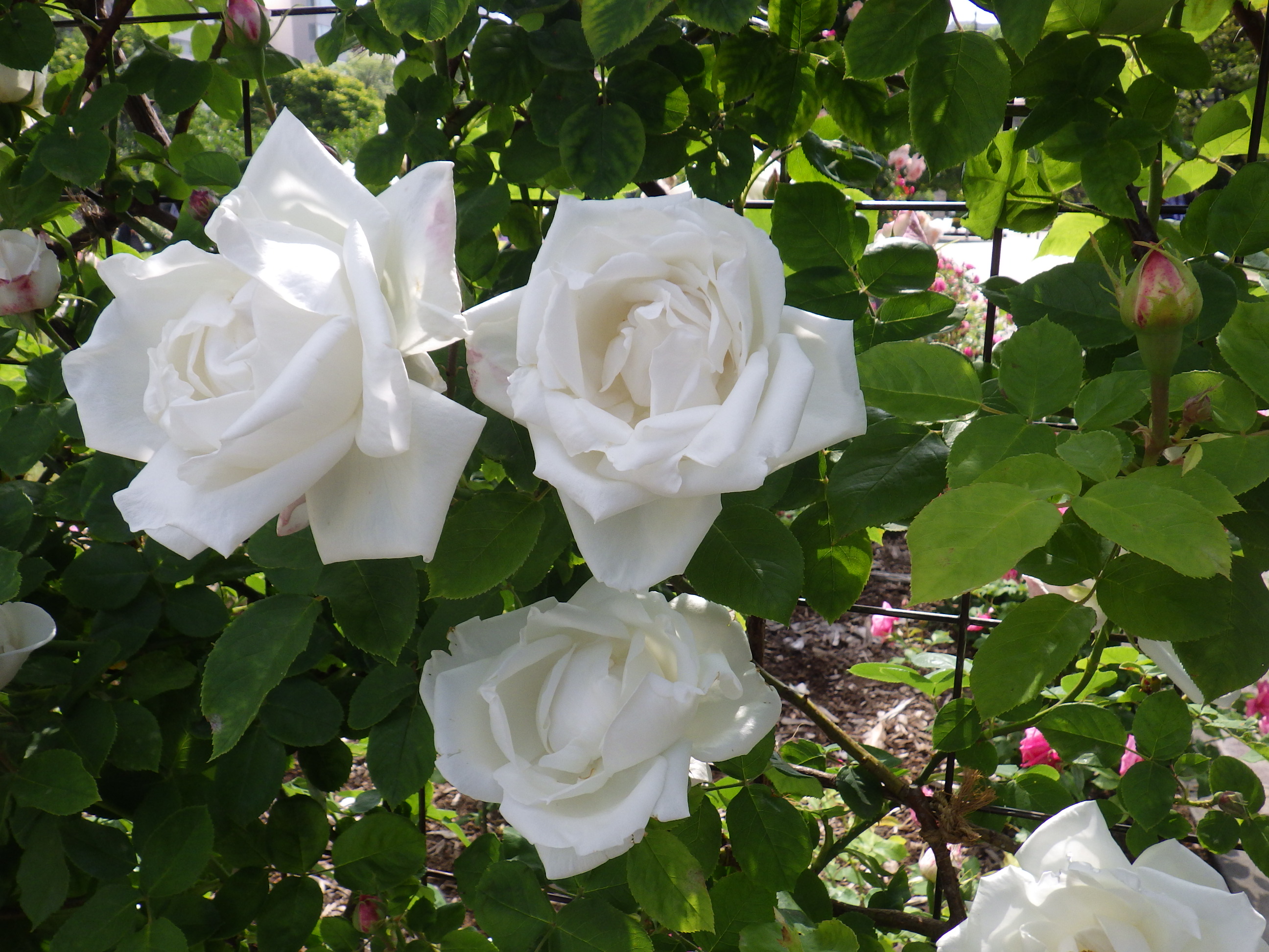 西12丁目バラ園のバラ・つるフラウカール ドルシュキの花