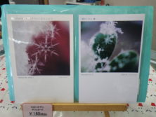 赤いバラと緑の葉の上雪の結晶の2種類のポストカードの画像