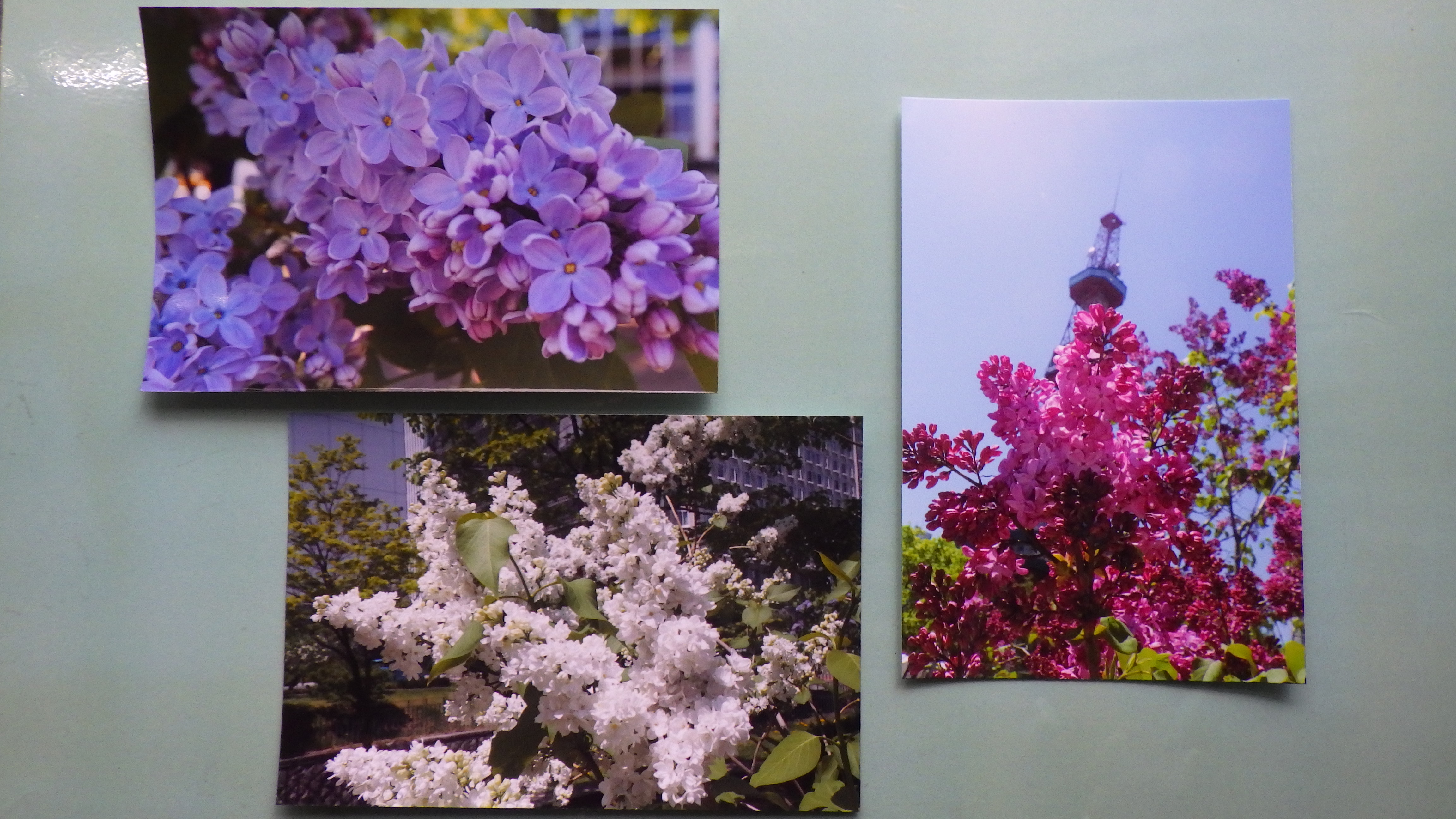 オリジナルポストカードライラックの花の写真タイプの画像