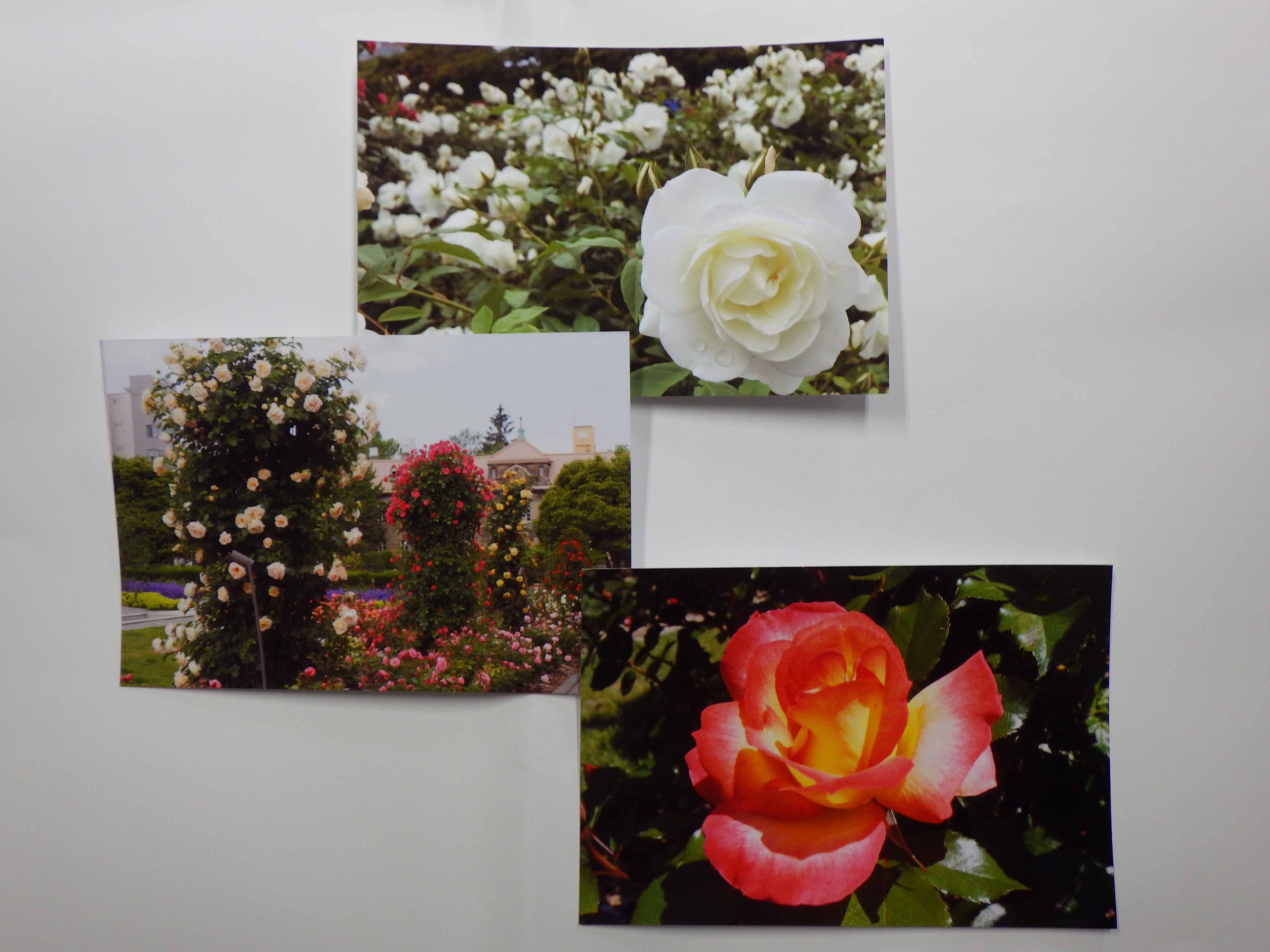 オリジナルポストカードバラの画像