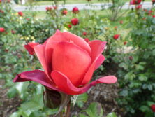 西12丁目バラ園のバラ・ホットココアの花