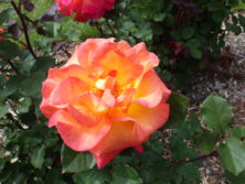 西12丁目バラ園のバラ・マルディグラの花