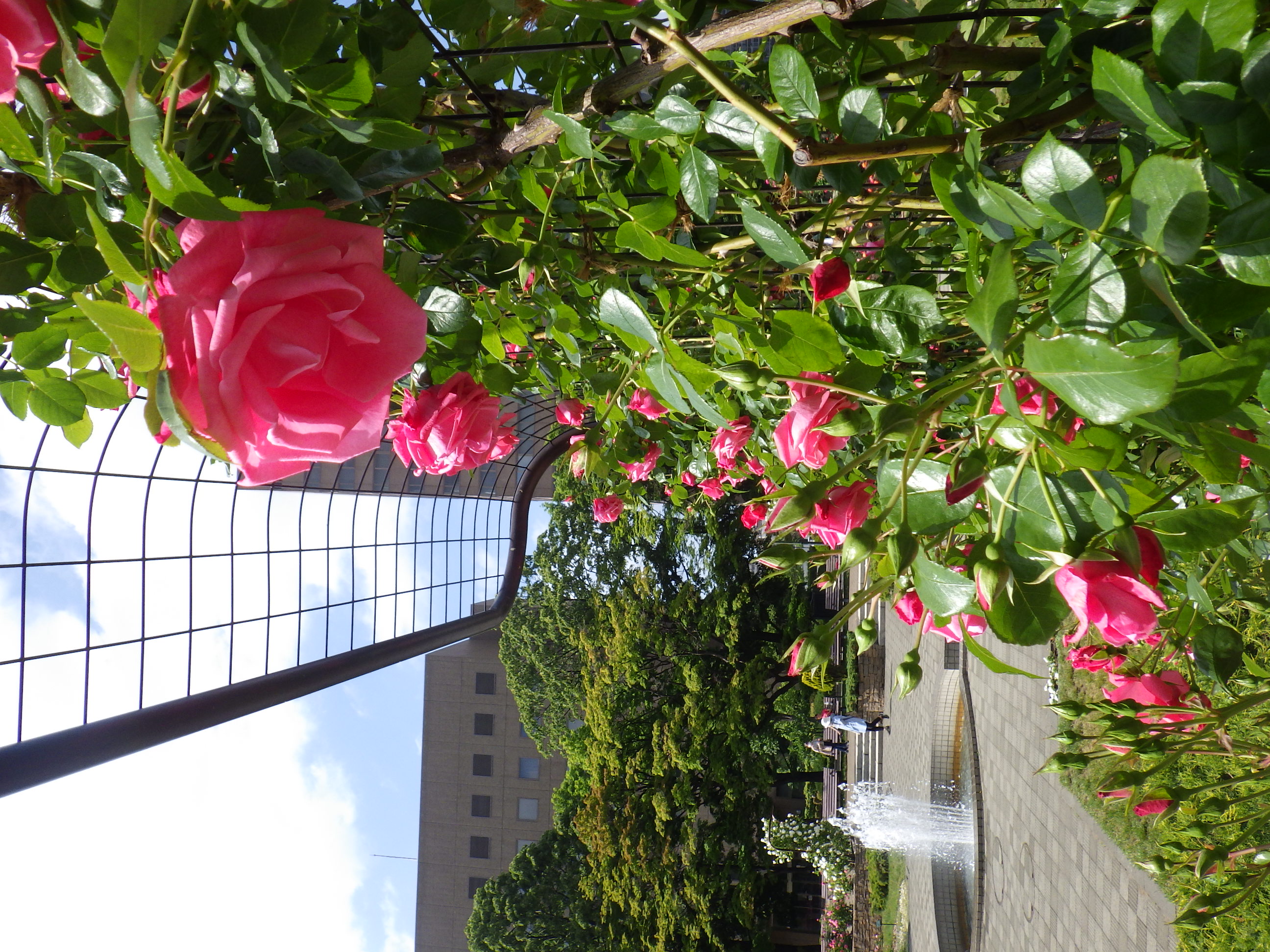 西12丁目バラ園のバラ・ラビーニアの花
