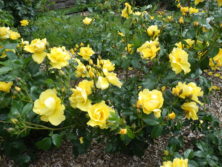 西12丁目バラ園のバラ・レモンフィズの花