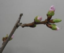 剪定したエゾヤマザクラの３つの蕾が緩み始めピンクの花びらが見えている3月6日の画像