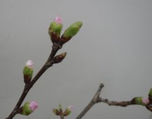 剪定したエゾヤマザクラの4つの蕾が緩み始めピンクの花びらが見え始めた3月6日の画像