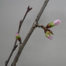 剪定したエゾヤマザクラの３つの蕾が緩み始めピンクの花びらが見え始めた3月6日の画像