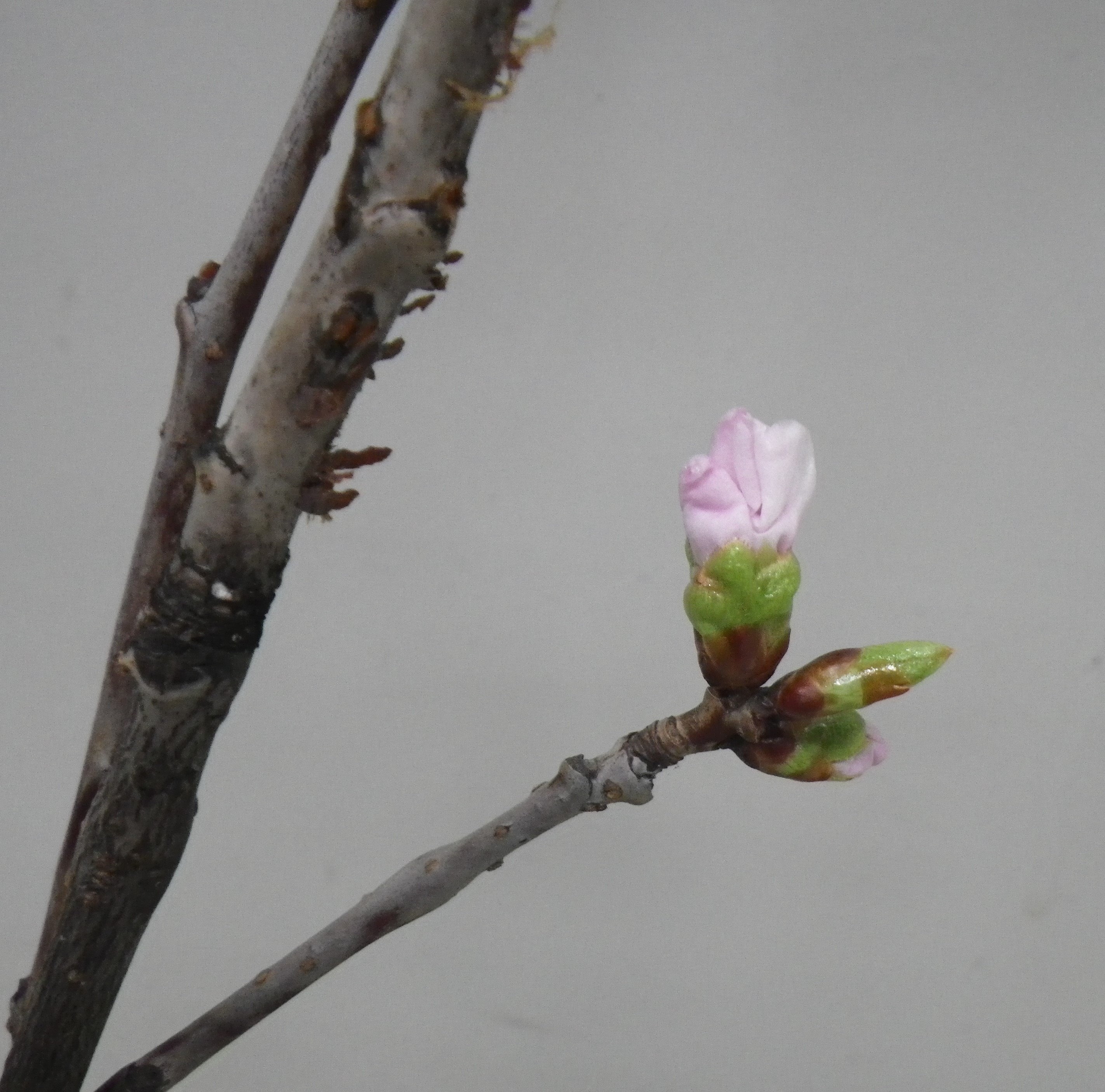剪定したエゾヤマザクラの2つの蕾が緩み始めピンクの花びらが見え始めた3月6日の画像