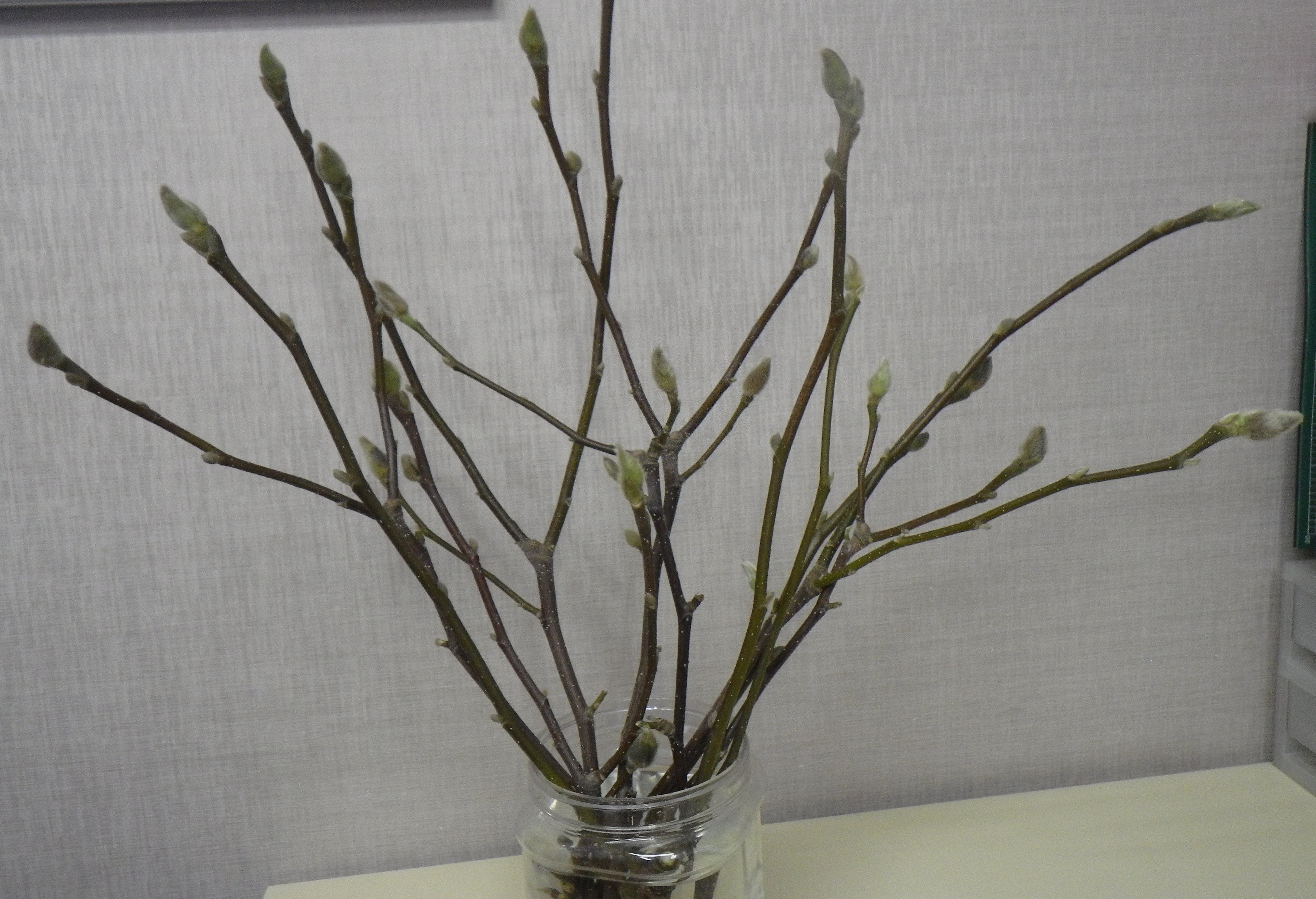 ふわふわの冬芽が20個ほどある剪定されたサラサモクレンの画像