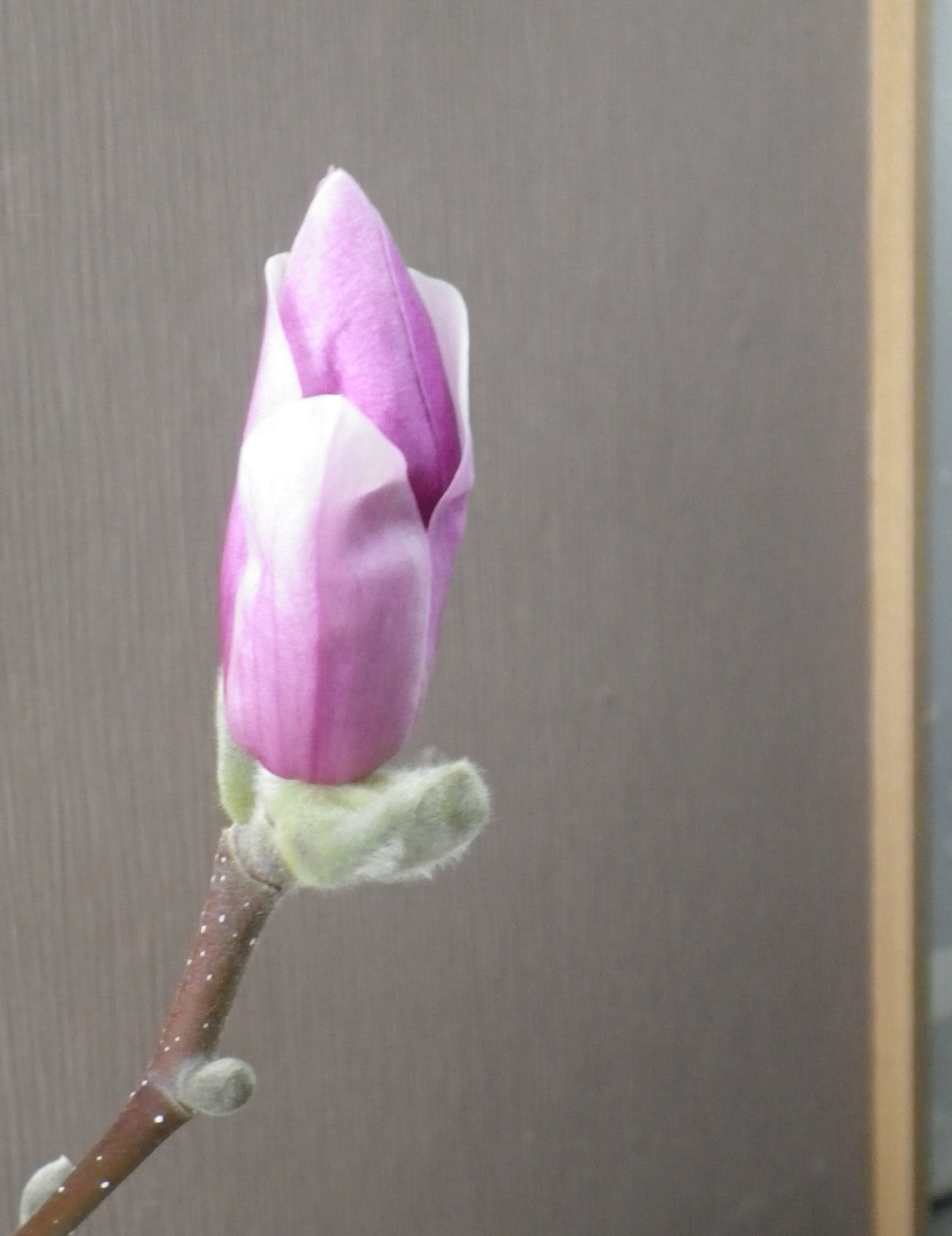 花びらが緩み始めたサラサモクレンのアップの2月11日の画像1