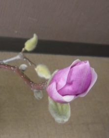 もうひとつの花びらが緩み始めたサラサモクレンのアップの2月11日の画像