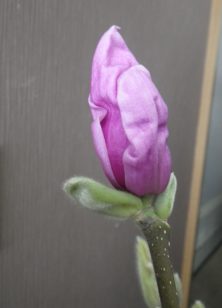 花びらが緩み始めたサラサモクレンのアップの2月10日の画像