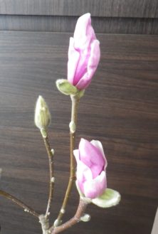 花びらが緩み始めた2つのサラサモクレンのアップの2月12日の画像