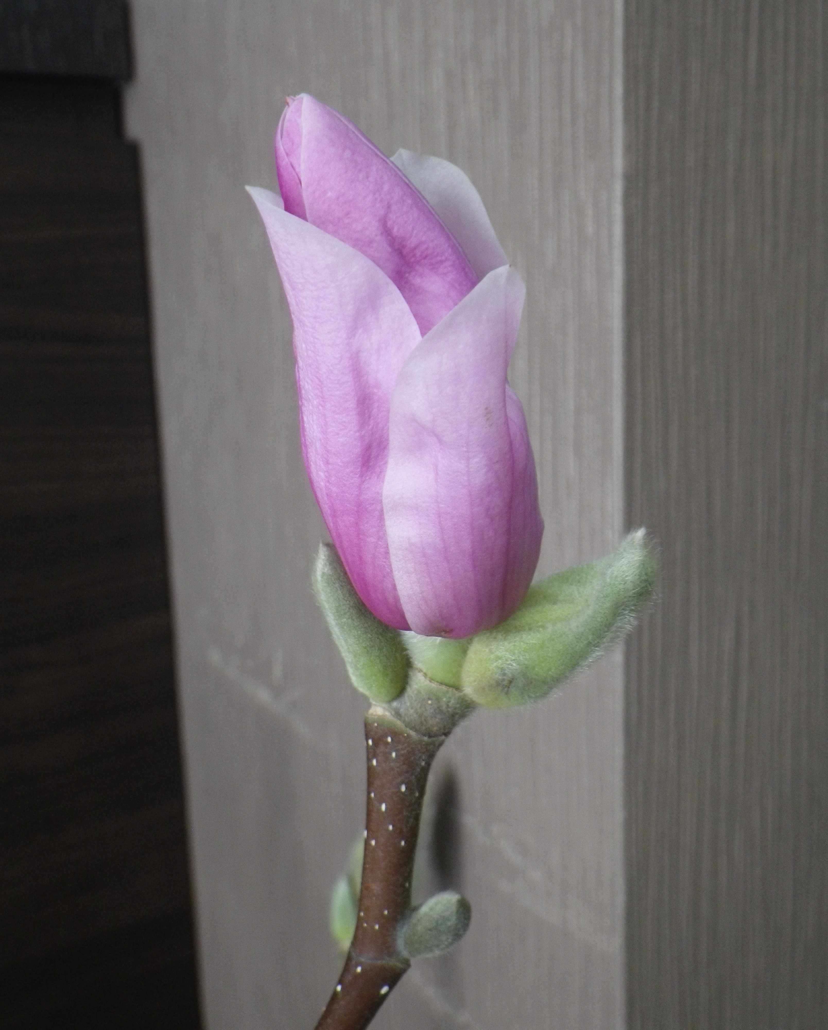 花びらが開き始めたサラサモクレンのアップの2月13日の画像