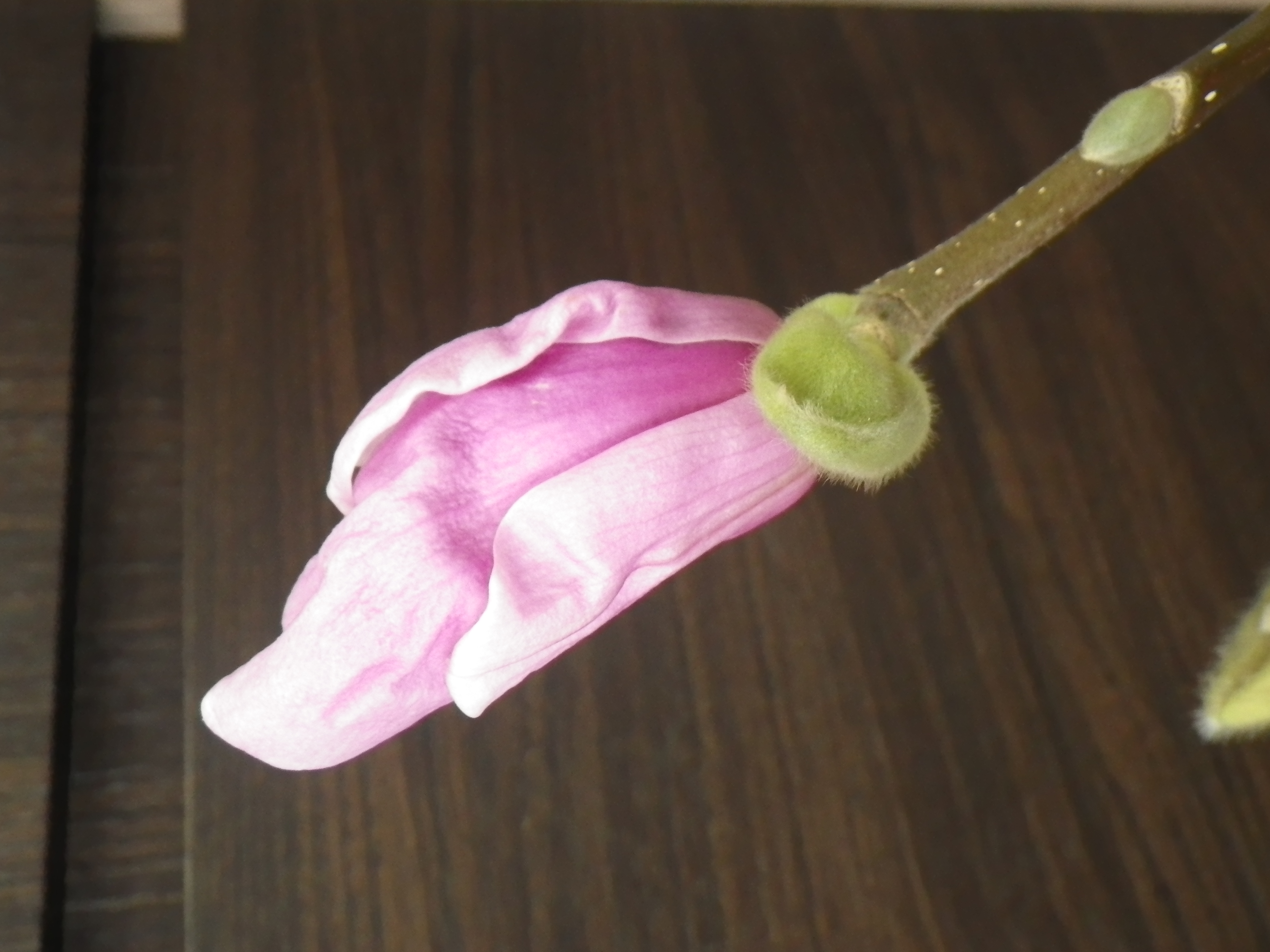 花びらが緩んでいるサラサモクレンのアップの2月13日の画像