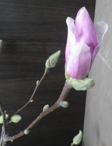 花びらが開いてきているサラサモクレンの蕾の2月14日の画像