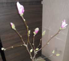 ピンクの花びらが見える4つのサラサモクレンの2月15日の画像