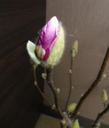 4番目にピンクの花びらが見えたサラサモクレンの蕾の2月15日の画像