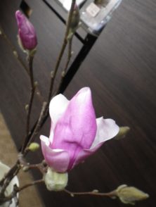 花びらが開いてきているサラサモクレンの2月15日の画像