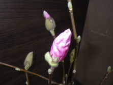 3番目に色づいたサラサモクレンの蕾の2月16日の画像