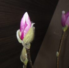4番目に色づいたサラサモクレンの蕾の2月16日の画像