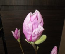 昼にかけてさらに花びらが開いてきた1番目のサラサモクレンの蕾の2月16日の画像
