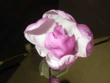 サラサモクレンが開花した上からの2月16日の画像
