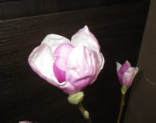開花したサラサモクレン横からの2月16日の画像