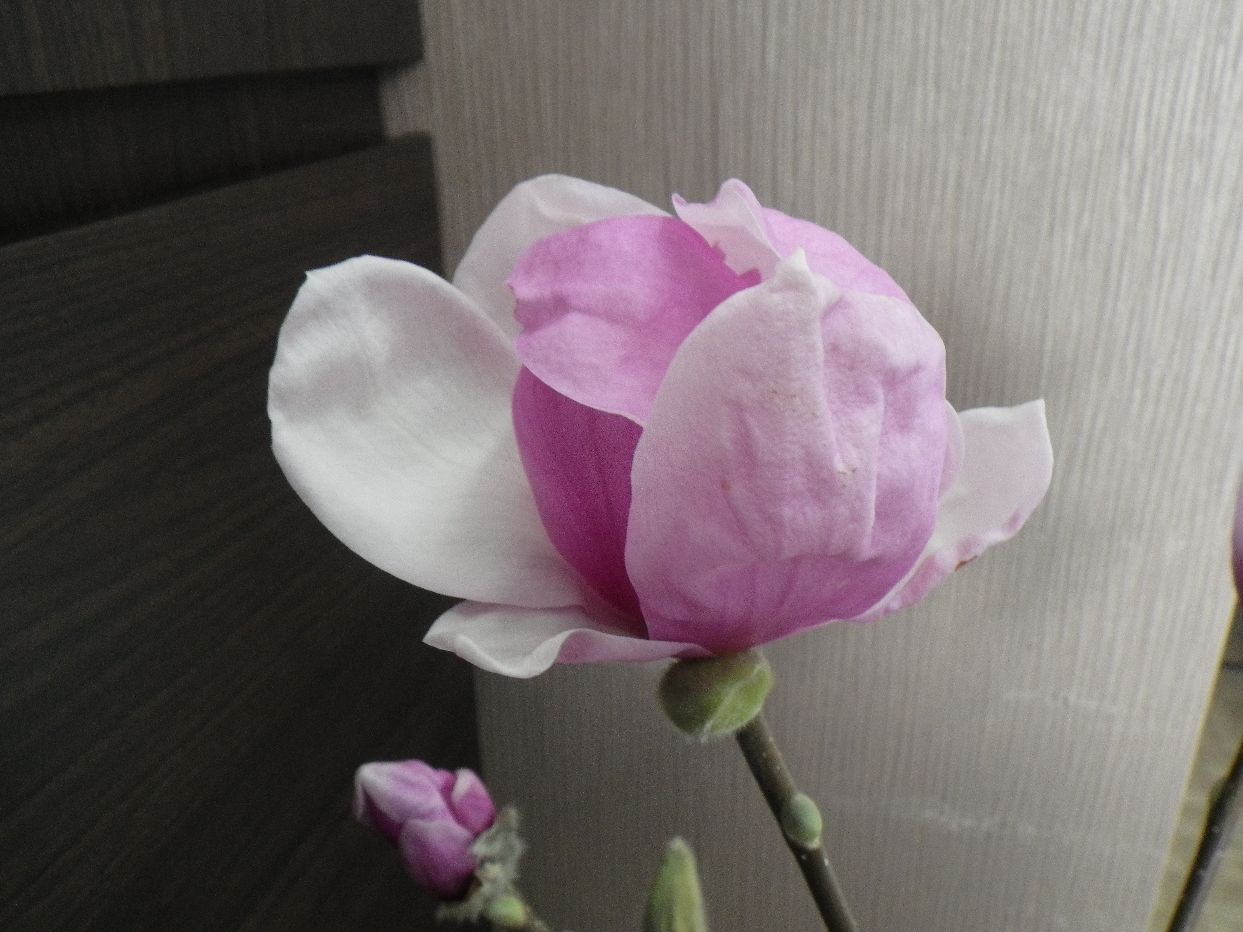 花が開いた1番目のサラサモクレン2月18日の画像