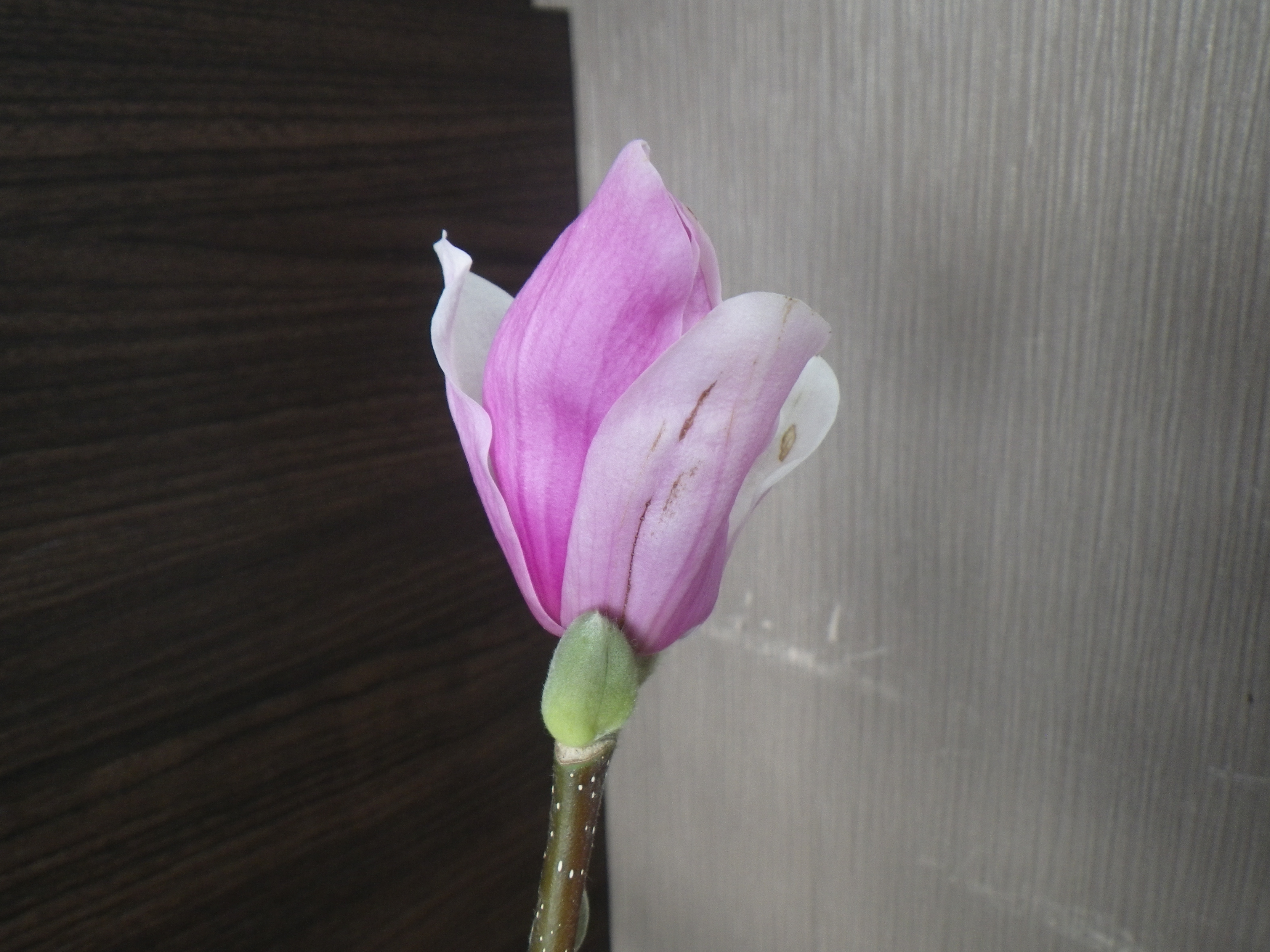 花が開き始めている2番目に色づいたサラサモクレン2月18日の画像