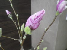 花びらが緩み始めた3番目に色づいたサラサモクレン2月18日の画像