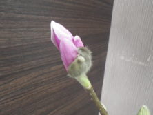 少し花びらが見えている4番目に色づいたサラサモクレンの2月18日の画像