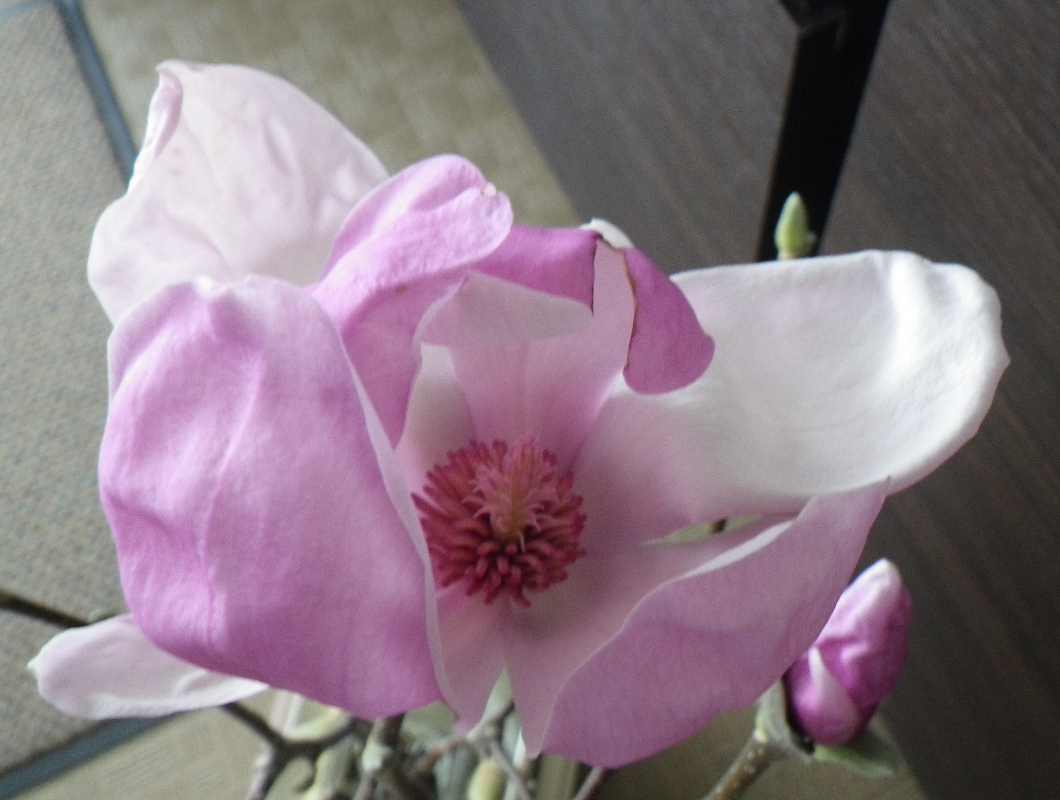 最初に咲いたサラサモクレンの花の中に雄しべと雌しべが見える2月19日の画像
