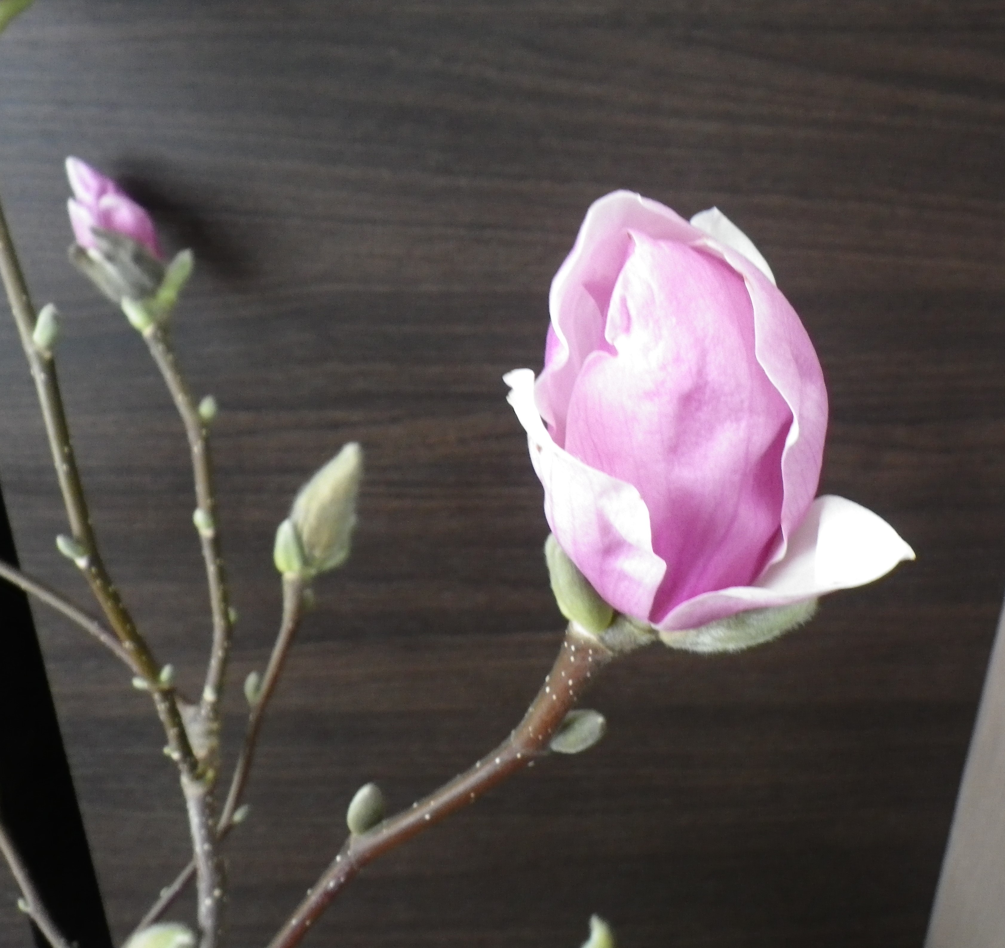 花びらが開いてきた2番目に色づいたサラサモクレンの2月19日の画像