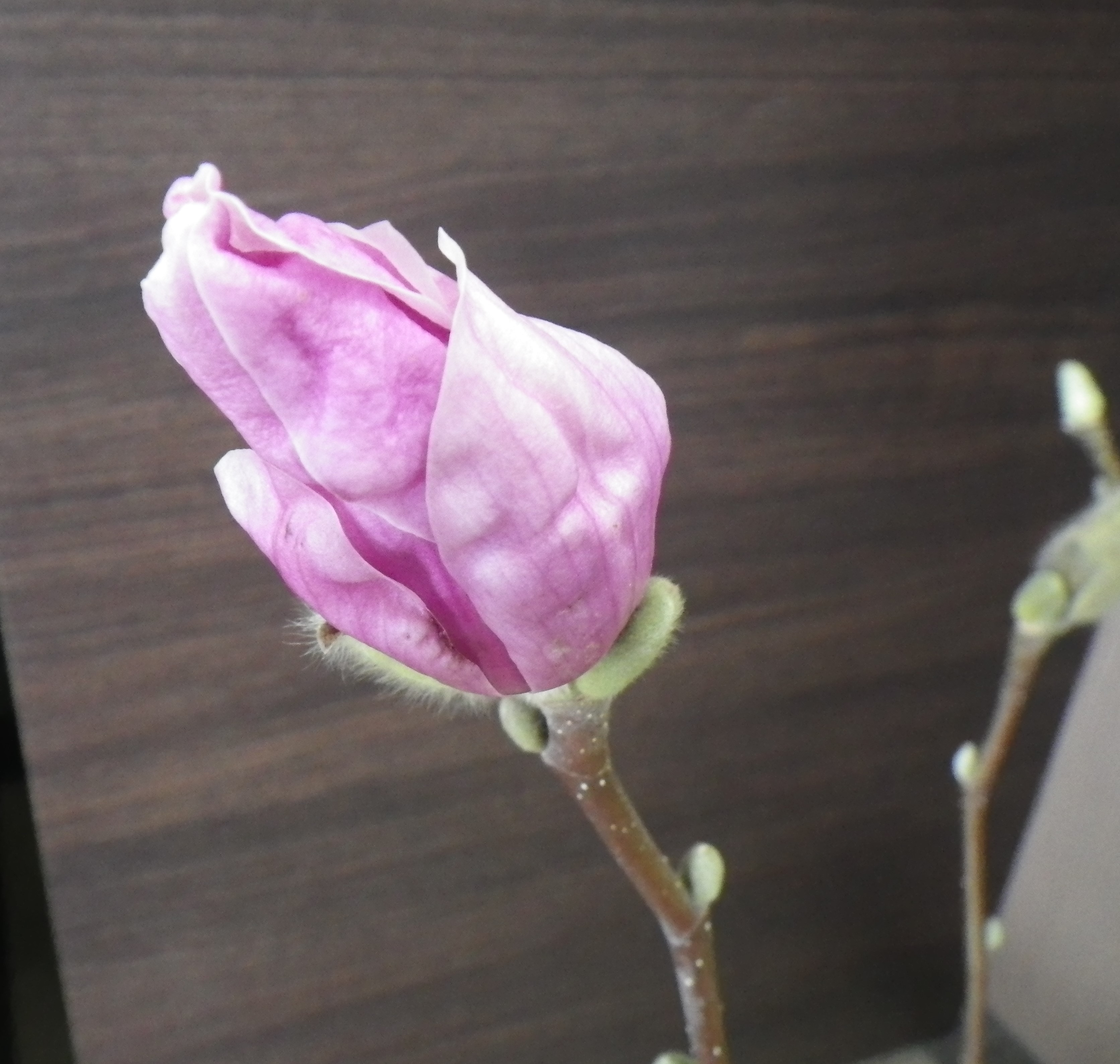 花びらが開き始めた3番目に色づいたサラサモクレンの2月19日の画像