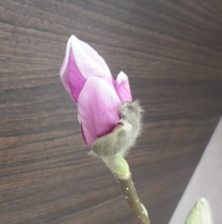 花びらが少し開き始めた4番目に色づいたサラサモクレンの2月19日の画像